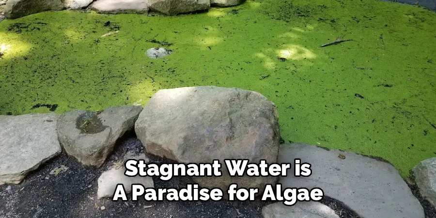 Stagnant Water is
A Paradise for Algae