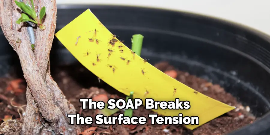 The SOAP Breaks
The Surface Tension