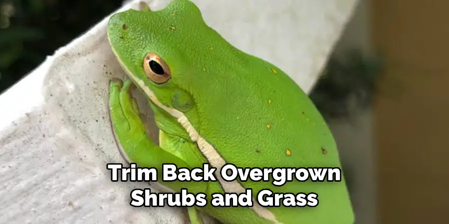 Trim Back Overgrown Shrubs and Grass