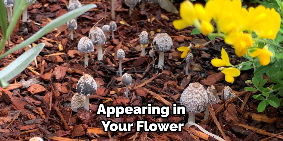 Appearing in Your Flower