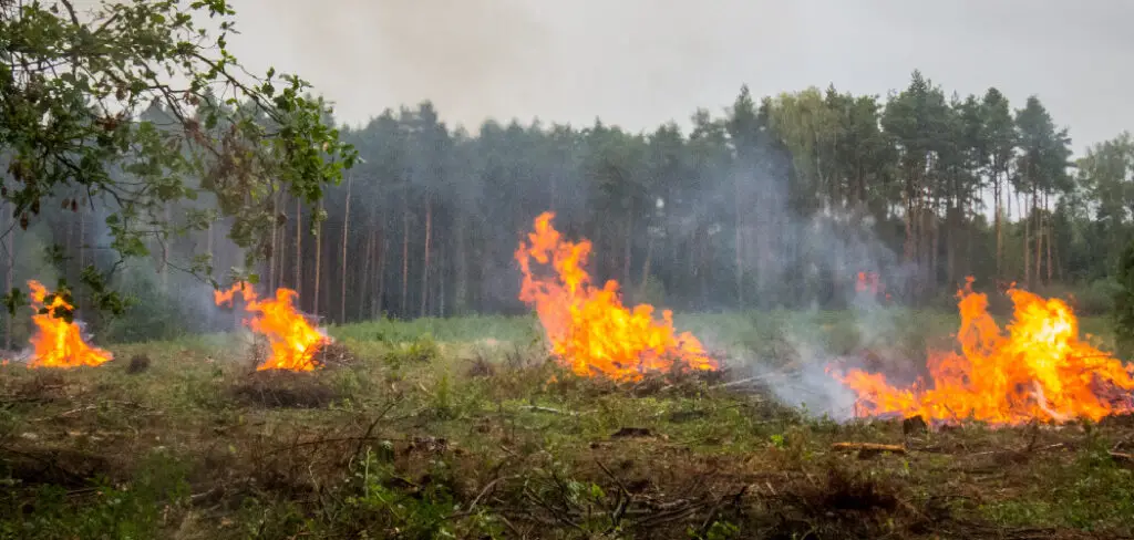 How to Fix Burnt Grass From Fire Pit