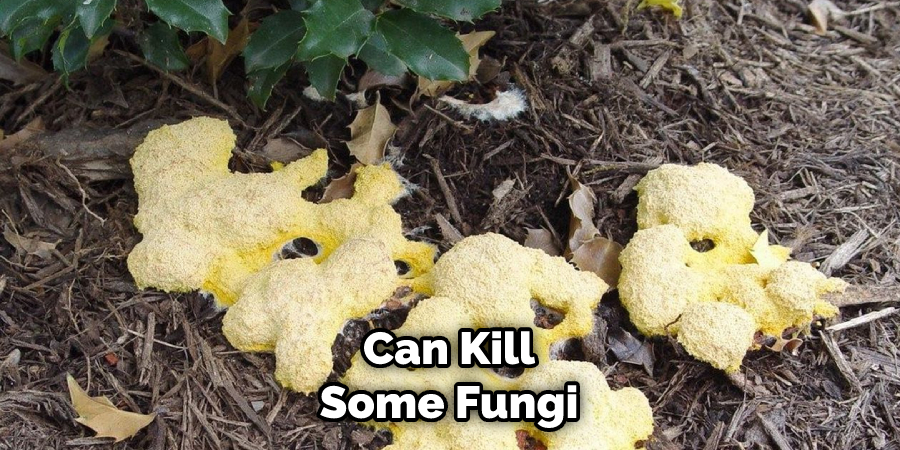 Can Kill Some Fungi 