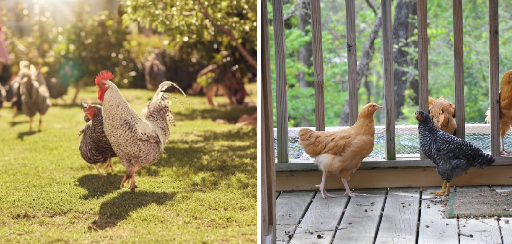 How to Keep Chickens Off Patio