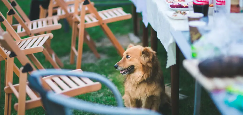 How to Keep Dogs Off Patio Furniture