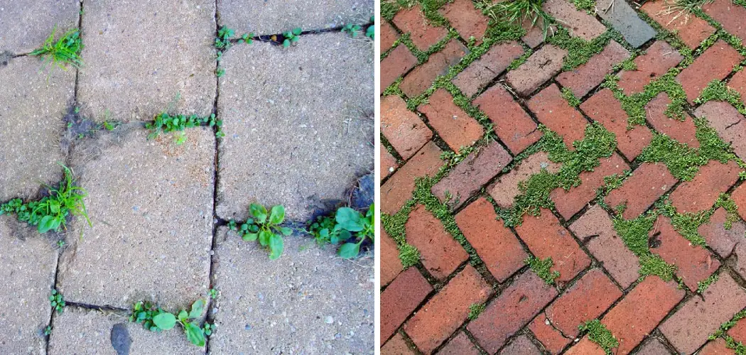How to Keep Grass From Growing Between Pavers