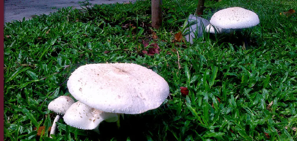How to Kill Mushrooms in Flower Bed