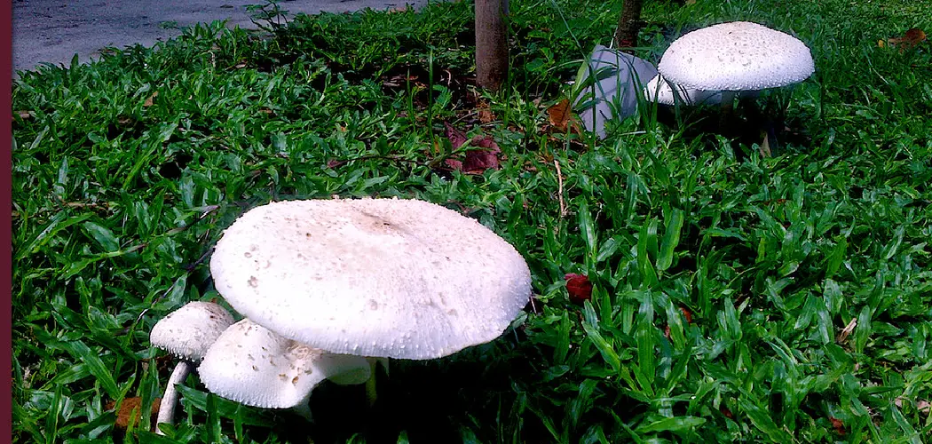 How to Kill Mushrooms in Flower Bed