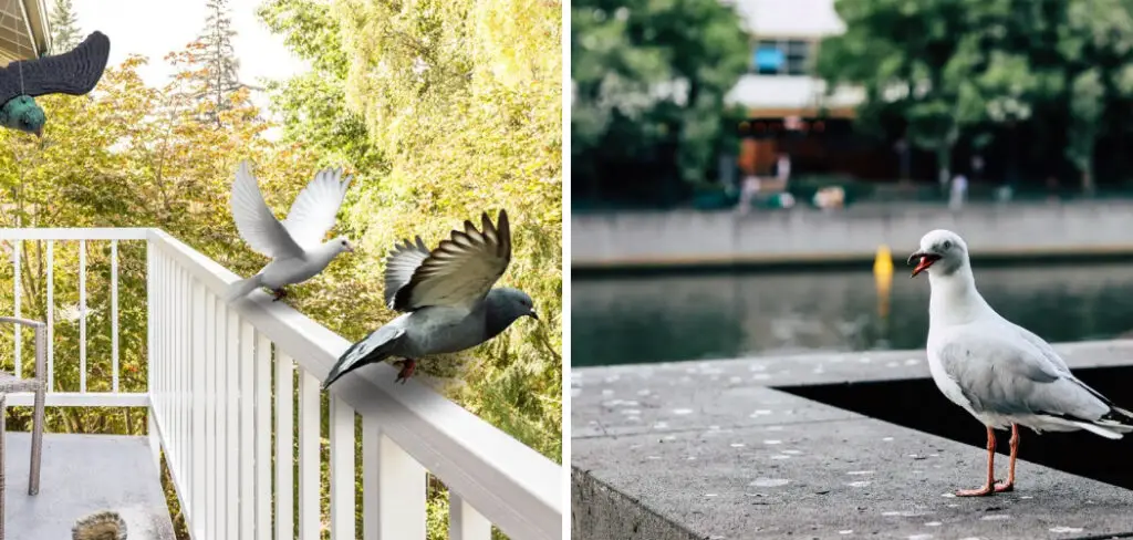 How to Prevent Bird Poop on Patio Furniture