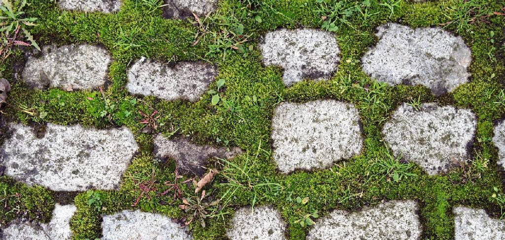 How to Remove Moss from Patio Pavers
