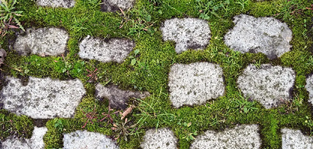 How to Remove Moss from Patio Pavers