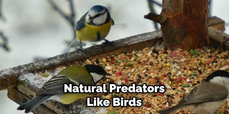natural predators like birds
