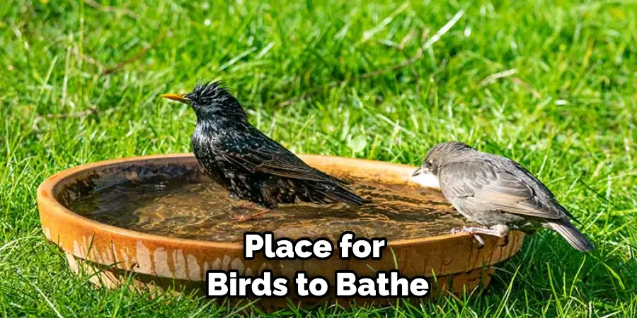 Place for Birds to Bathe