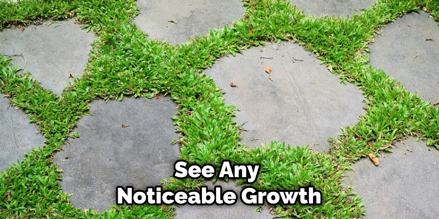 See Any Noticeable Growth