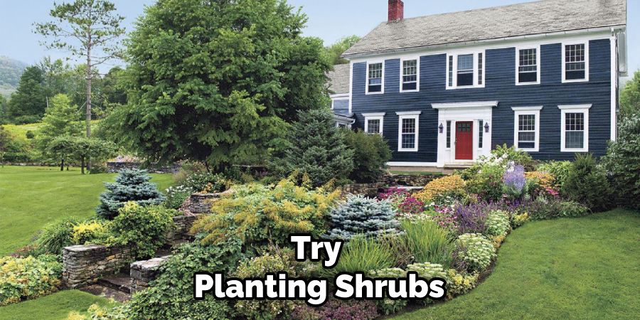 Try Planting Shrubs