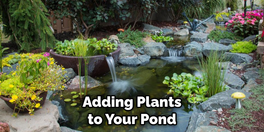 Adding Plants to Your Pond