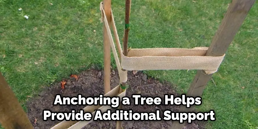 Anchoring a Tree Helps Provide Additional Support