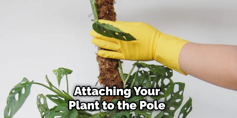 Attaching Your Plant to the Pole 