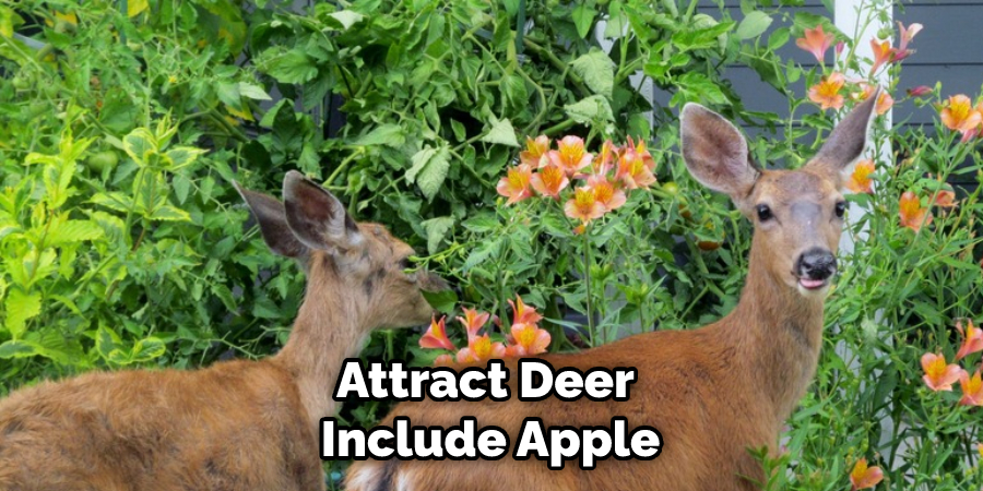 Attract Deer Include Apple