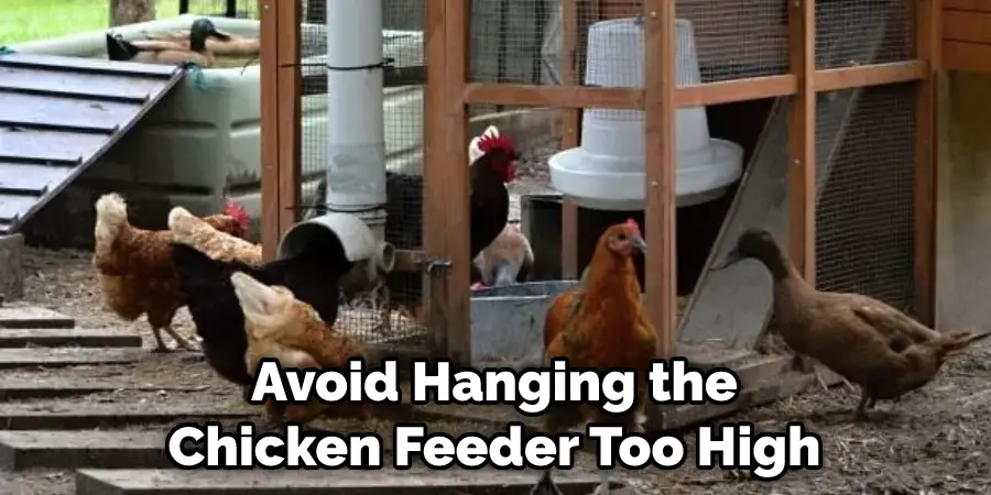 Avoid Hanging the Chicken Feeder Too High