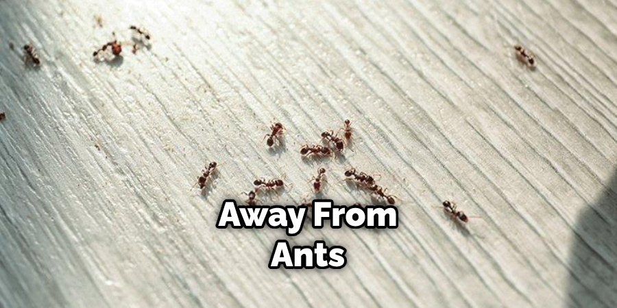 Away From Ants