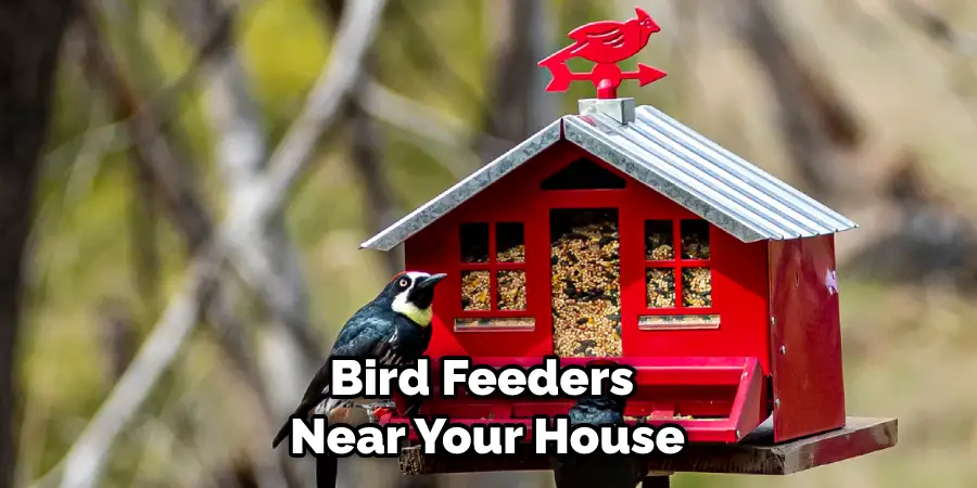 Bird Feeders Near Your House