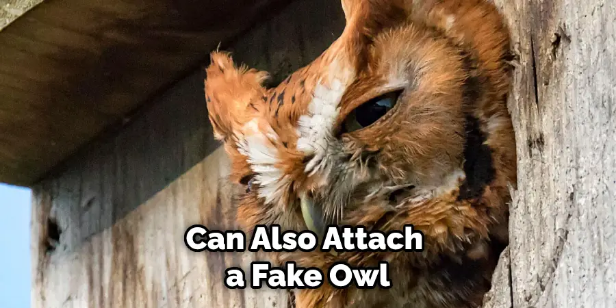 Can Also Attach a Fake Owl
