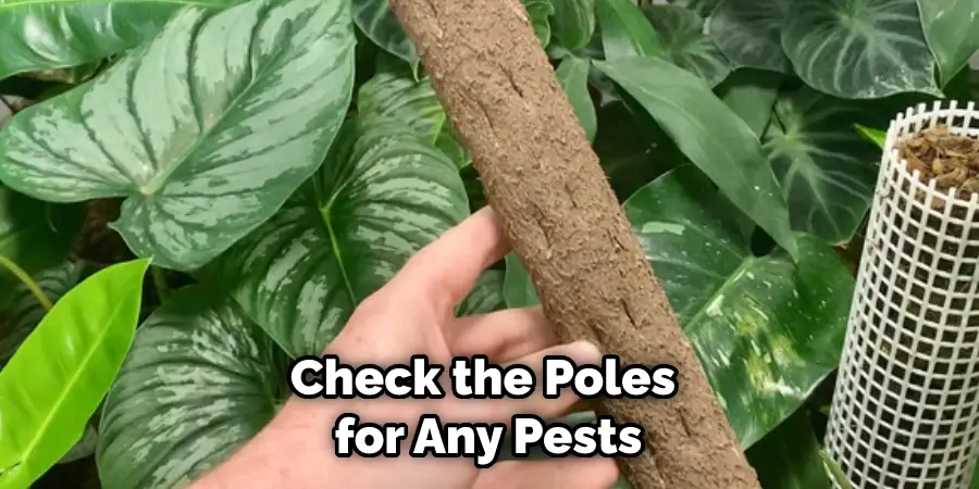 Check the Poles for Any Pests