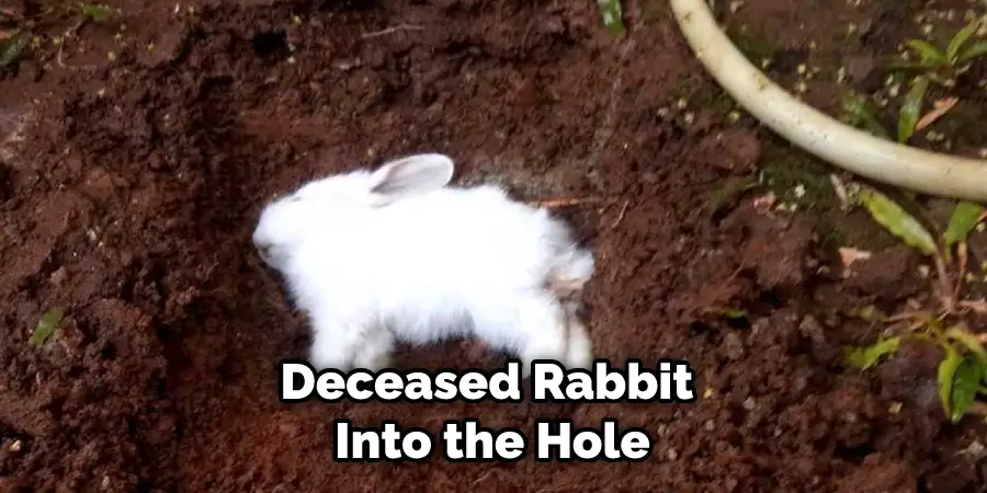 Deceased Rabbit Into the Hole