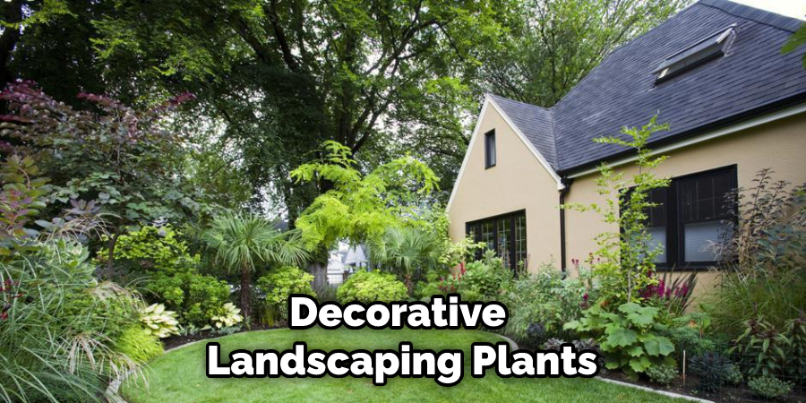 Decorative Landscaping Plants
