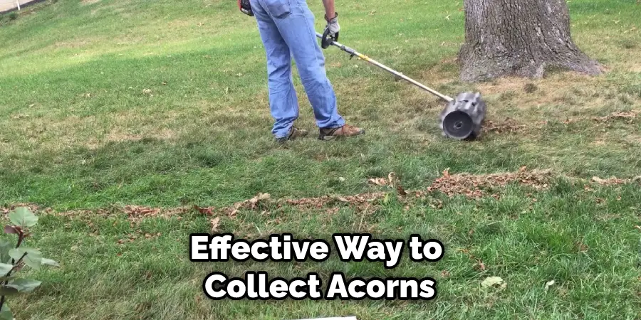 Effective Way to Collect Acorns