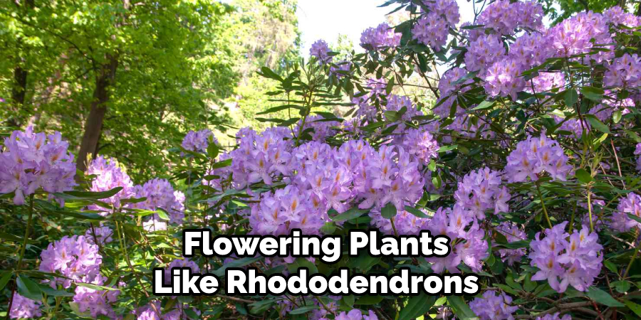 Flowering Plants Like Rhododendrons 
