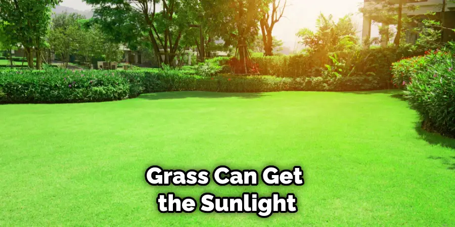 Grass Can Get the Sunlight