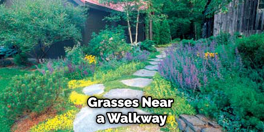 Grasses Near a Walkway