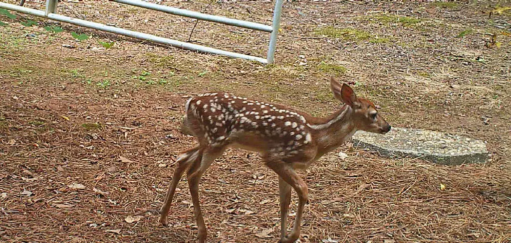 How to Attract Deer to Your Yard