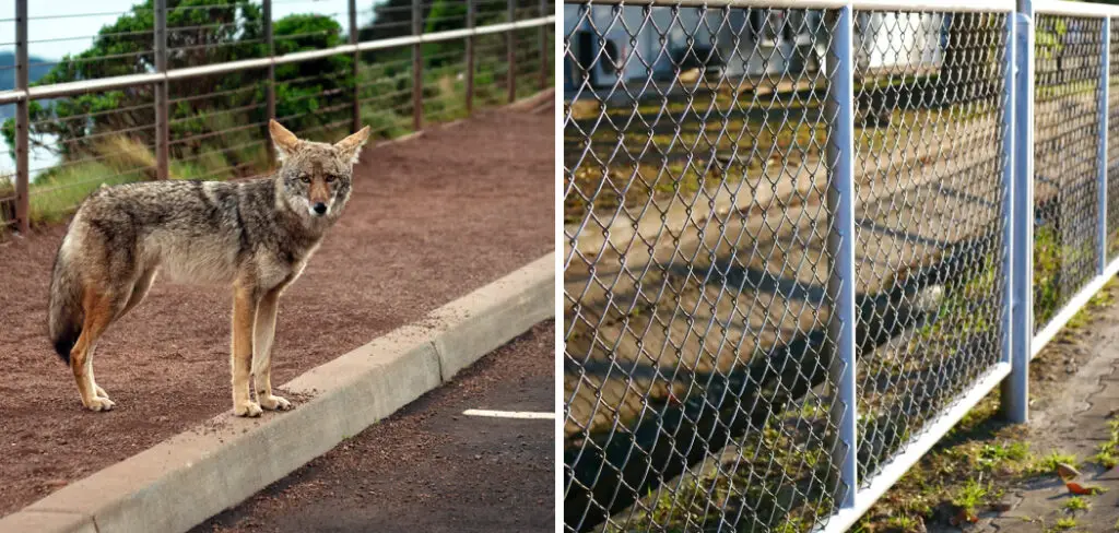 How to Coyote Proof Your Yard