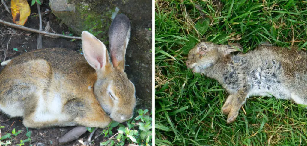 How to Dispose of Dead Rabbit in Yard