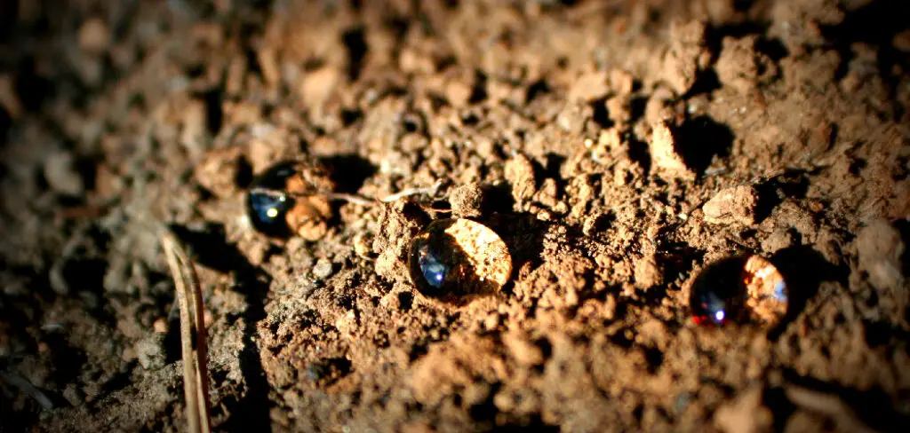 How to Fix Hydrophobic Soil