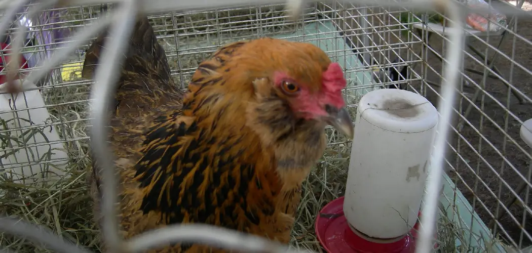 How to Hang a Chicken Feeder