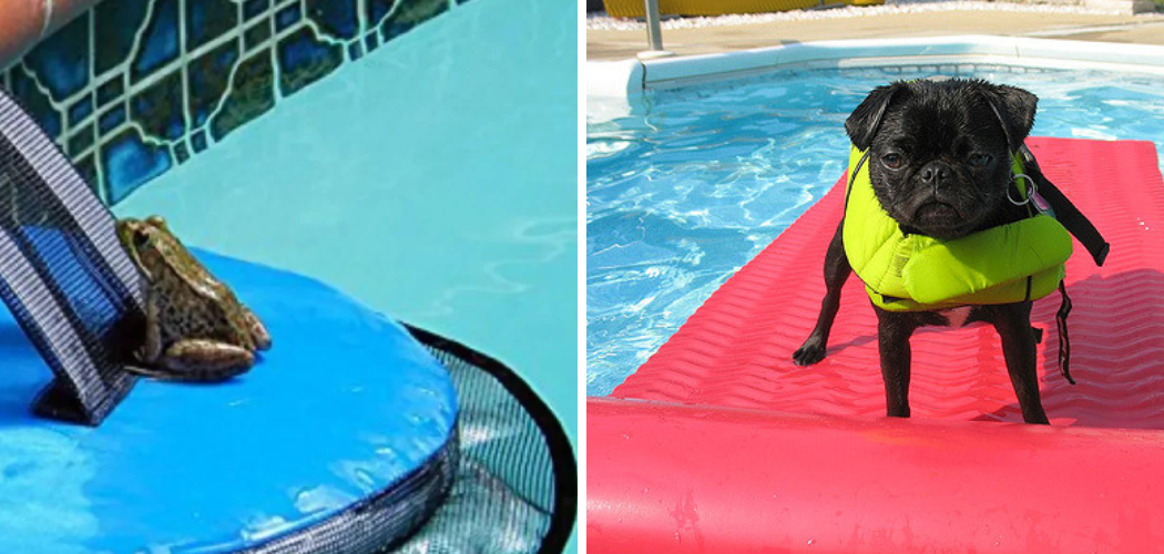 How to Keep Animals Out of Pool