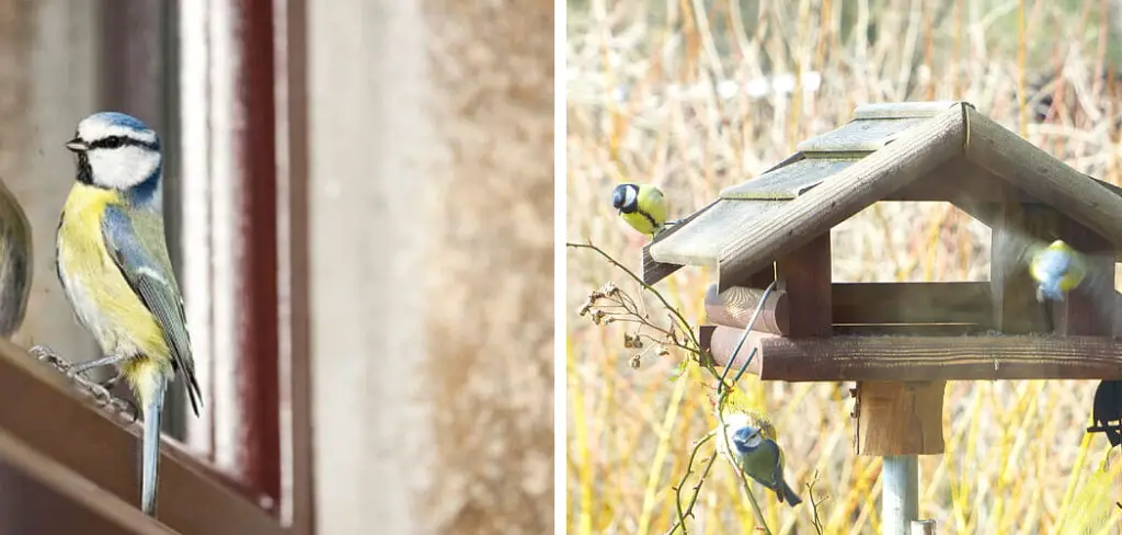 How to Keep Birds From Pecking on House