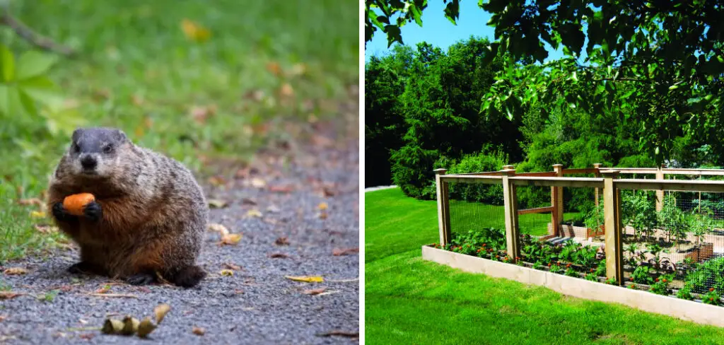 How to Keep Groundhogs Out of Raised Garden Beds