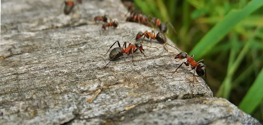 How to Kill Ants in Garden Bed