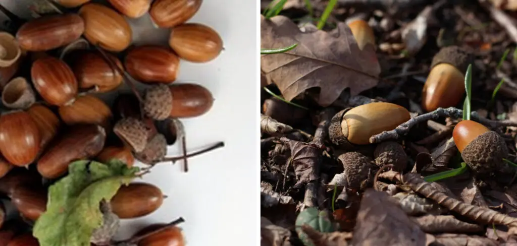 How to Pick Up Acorns From Yard