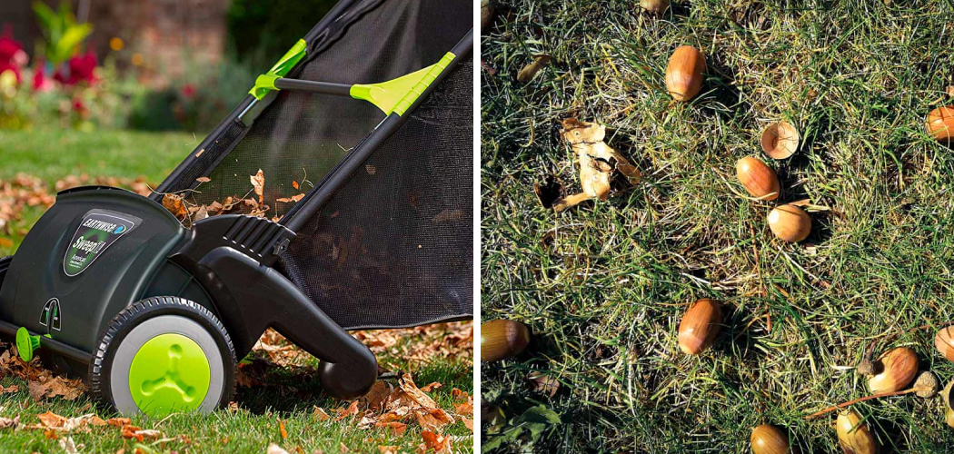 How to Remove Acorns From Yard