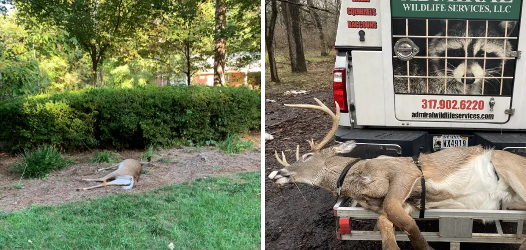 How to Remove a Dead Deer From Your Yard