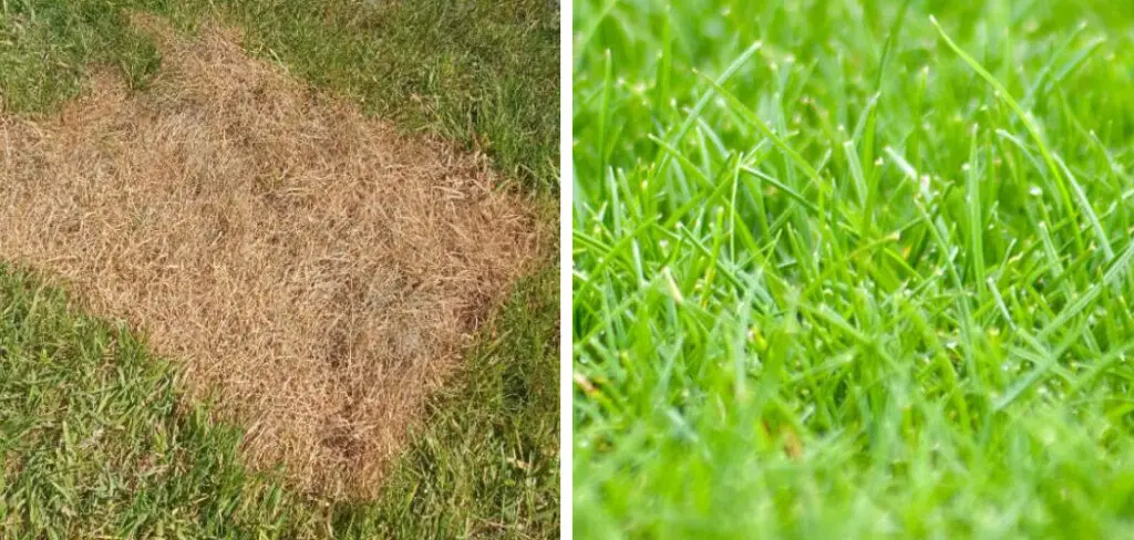 How to Revive Grass after Winter