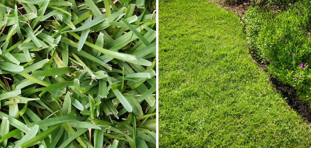 How to Water St Augustine Grass