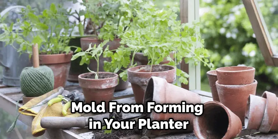 Mold From Forming in Your Planter