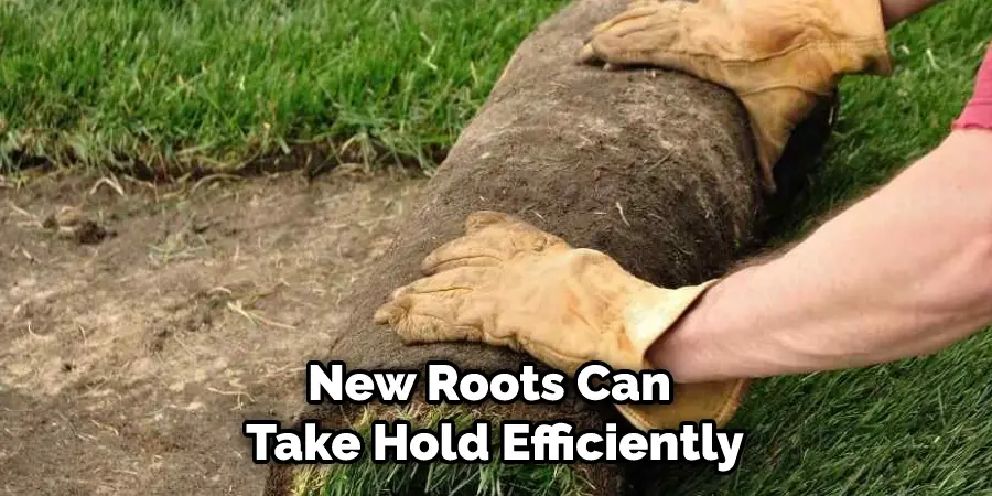 New Roots Can Take Hold Efficiently
