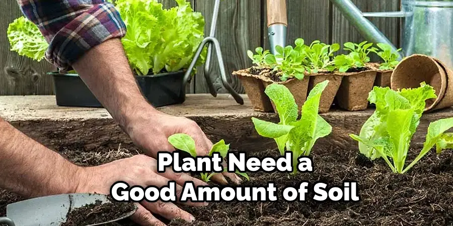 Plant Need a Good Amount of Soil